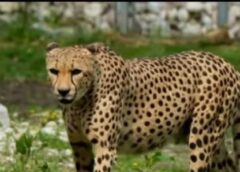 चैती मेले क्षेत्र में दो तेंदुए के दिखने से लोगों में दहशत का माहौल