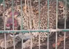 द्रोणा सागर क्षेत्र से छठा तेंदुआ भी पिंजरे में हुआ कैद, लोगों ने ली राहत की सांस