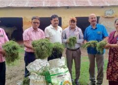 ब्राह्मण सभा ने आषाढ़ शुक्ल पक्ष की पंचमी के अवसर पर गौ माता को खिलाया हरा चारा