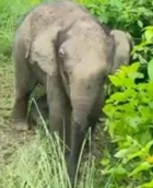 कार्बेट में बिछड़े दो माह के हाथी के शावक को वन विभाग ने सुरक्षित उसके झुंड से मिलाया